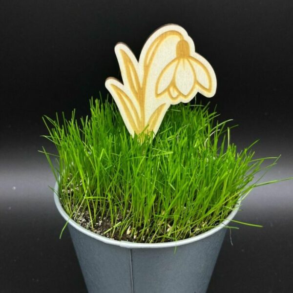 Zápich do truhlíku – Sněženka